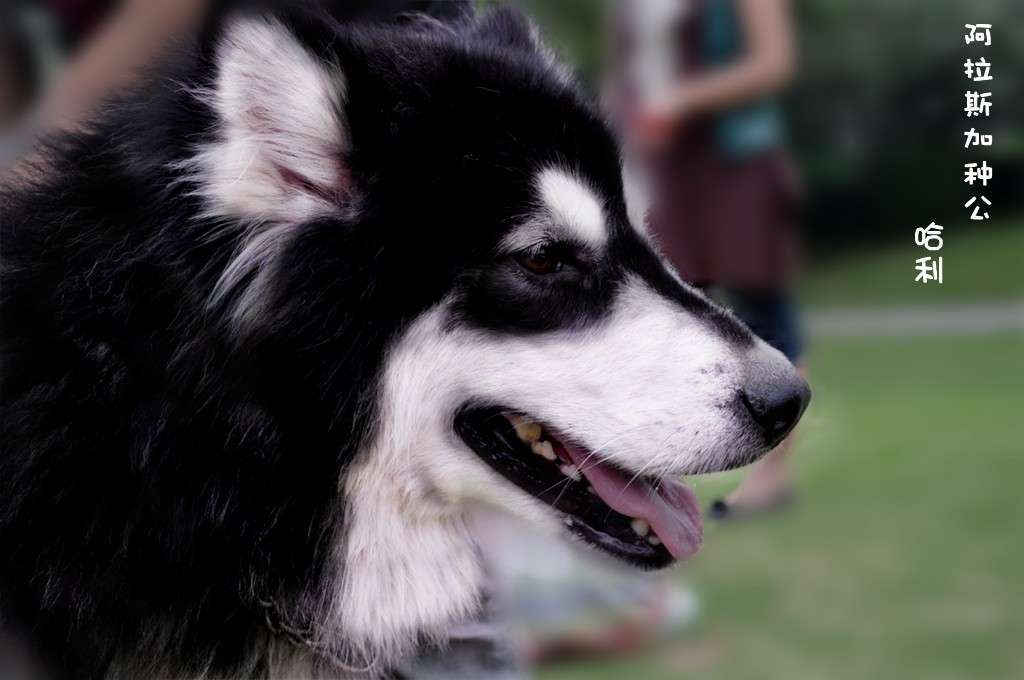 养阿拉斯加犬的人,你们伤不起啊!我家虎妞妞的