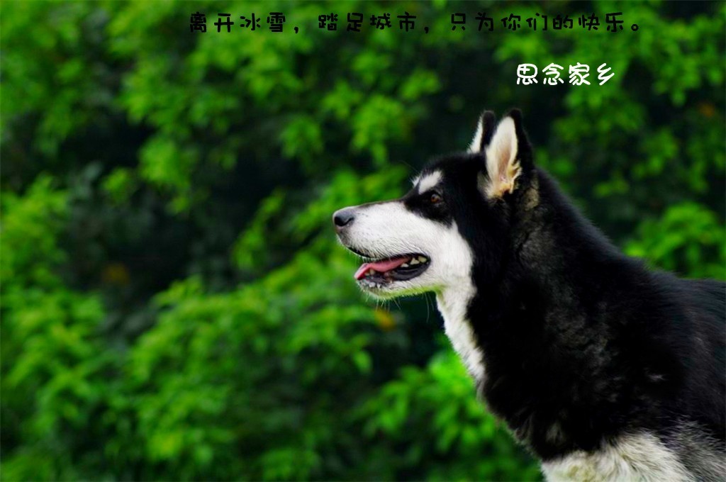 养阿拉斯加犬的人,你们伤不起啊!我家虎妞妞的