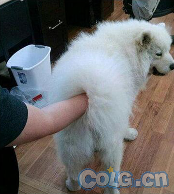 我真是日了狗了出处_我真是日了狗图片_日狗的表情图片