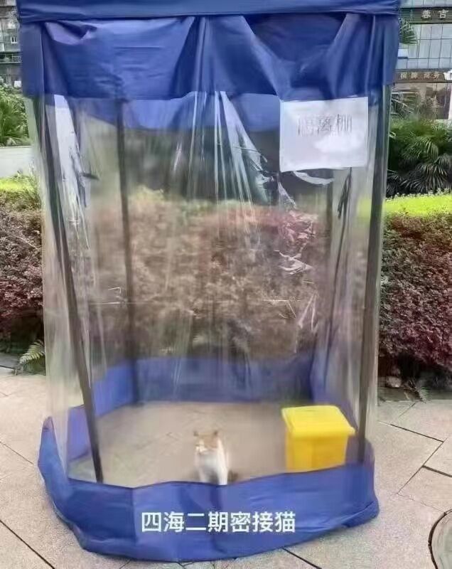 猫咪做错了什么 竟然被人类——1