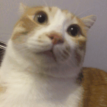 刚翻出来一个抗原试了试1