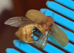 我屮艸芔茻，大半夜拍死一只马蜂？？？？？？2