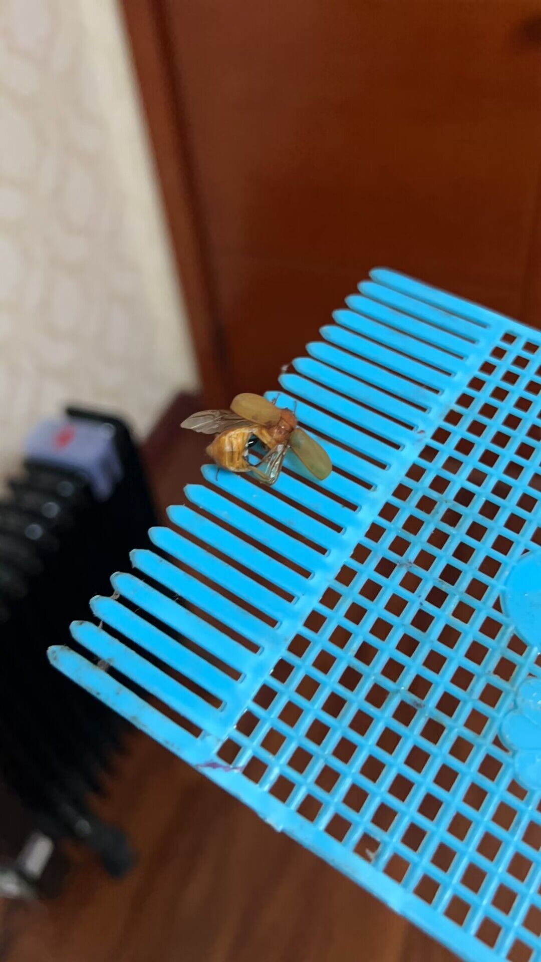 我屮艸芔茻，大半夜拍死一只马蜂？？？？？？1