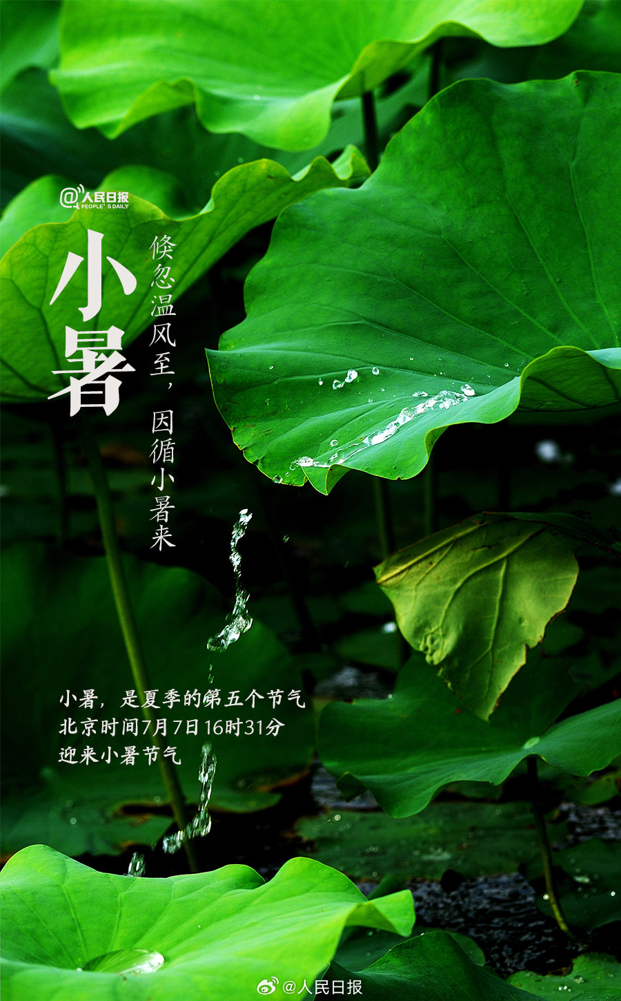 你是怎么过小暑的？1