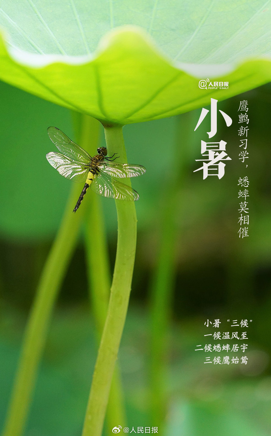 你是怎么过小暑的？2