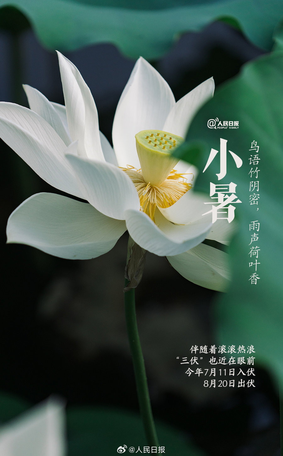 你是怎么过小暑的？4