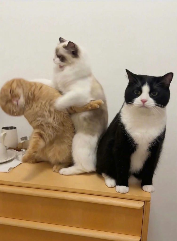 3图告诉你熊sir怎么教育小弟2