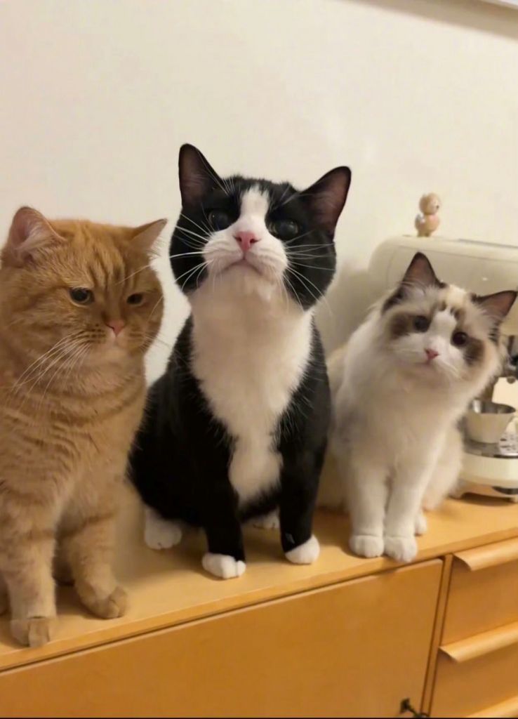 3图告诉你熊sir怎么教育小弟3