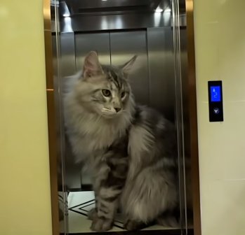 我花了半年时间给猫做了个房子1