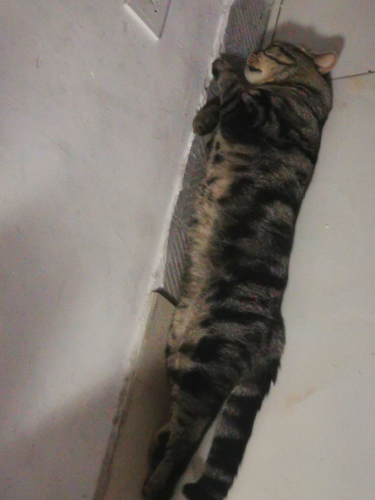 猫条一只1