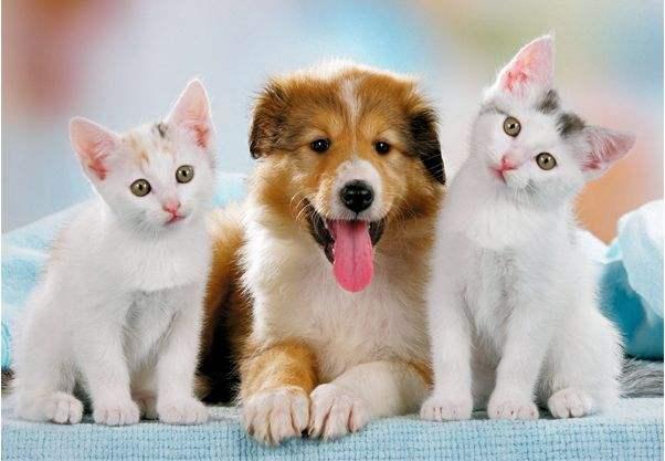 养狗还是养猫？1