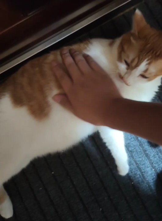 晒晒我家的大橘1