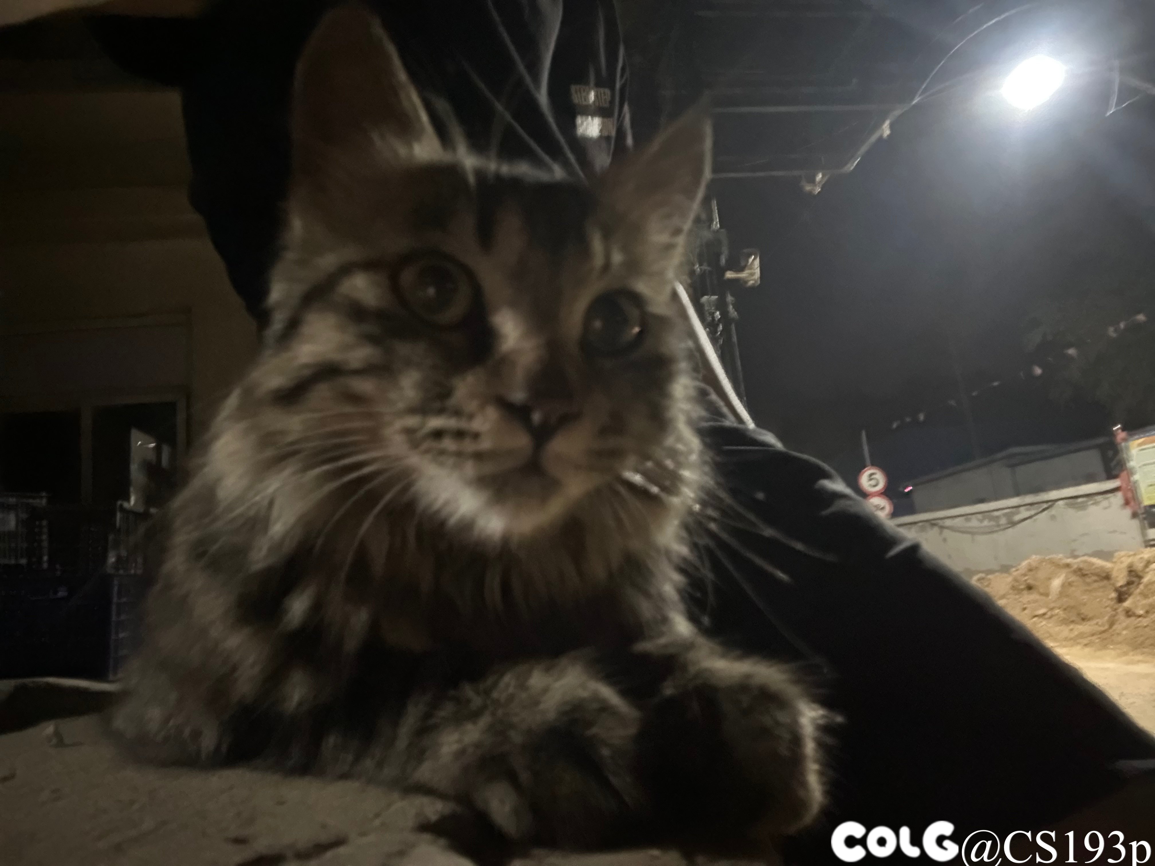 听说发猫片有糖吃1