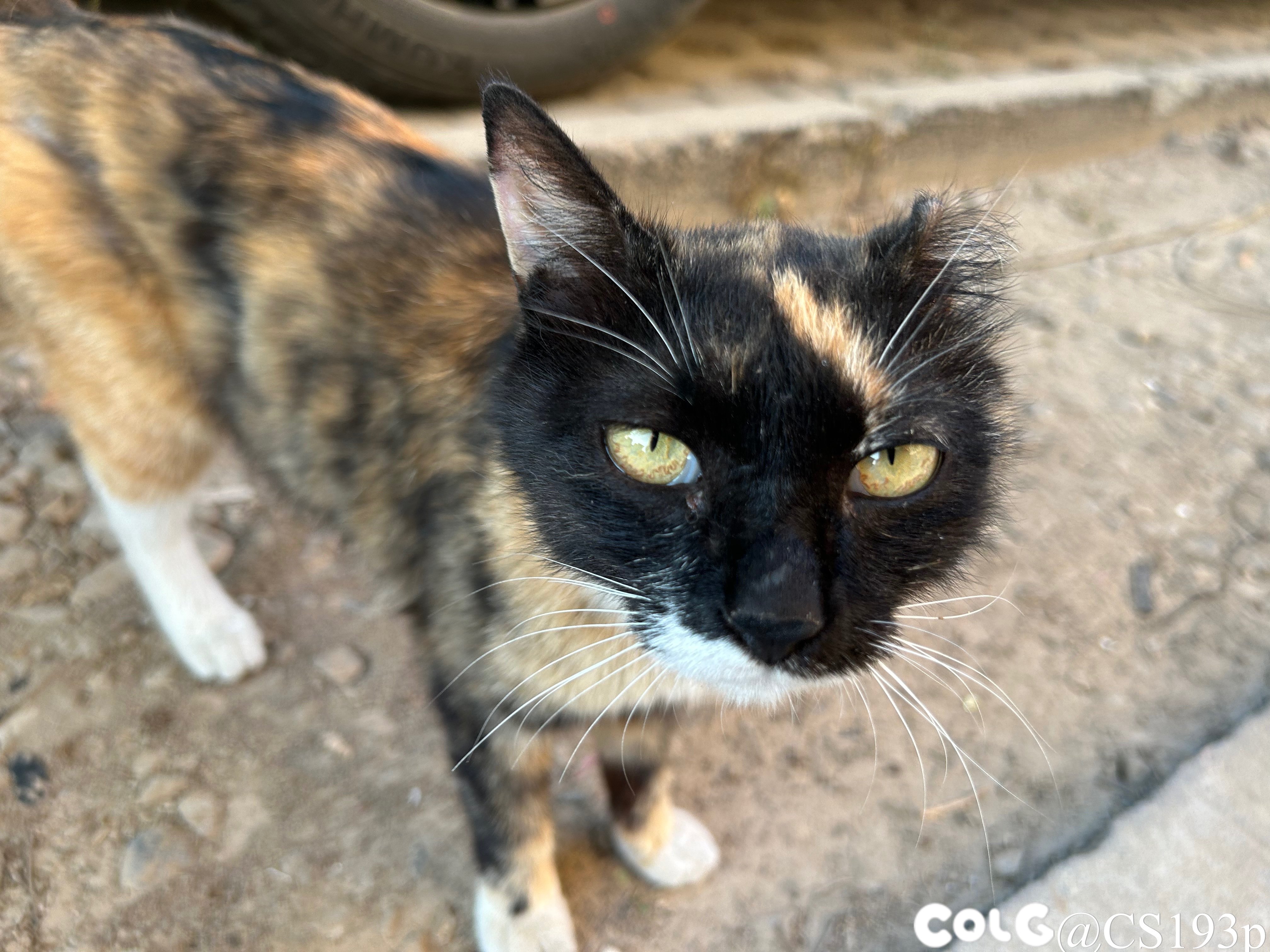 听说发猫片有糖吃3