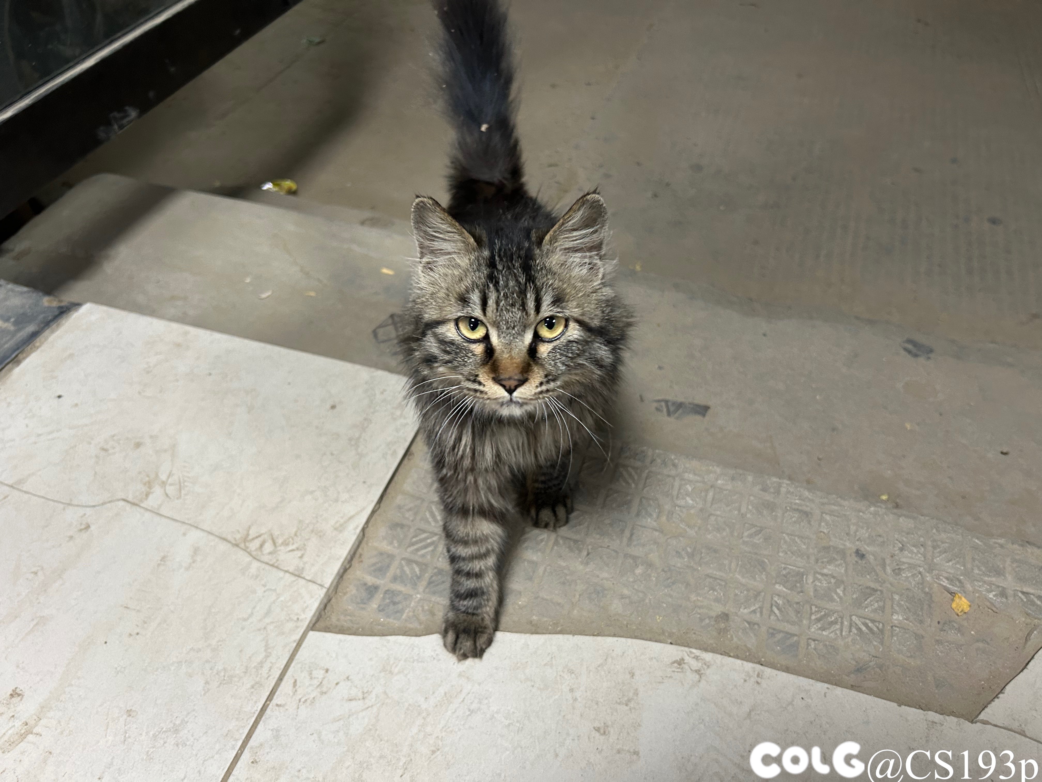 听说发猫片有糖吃4