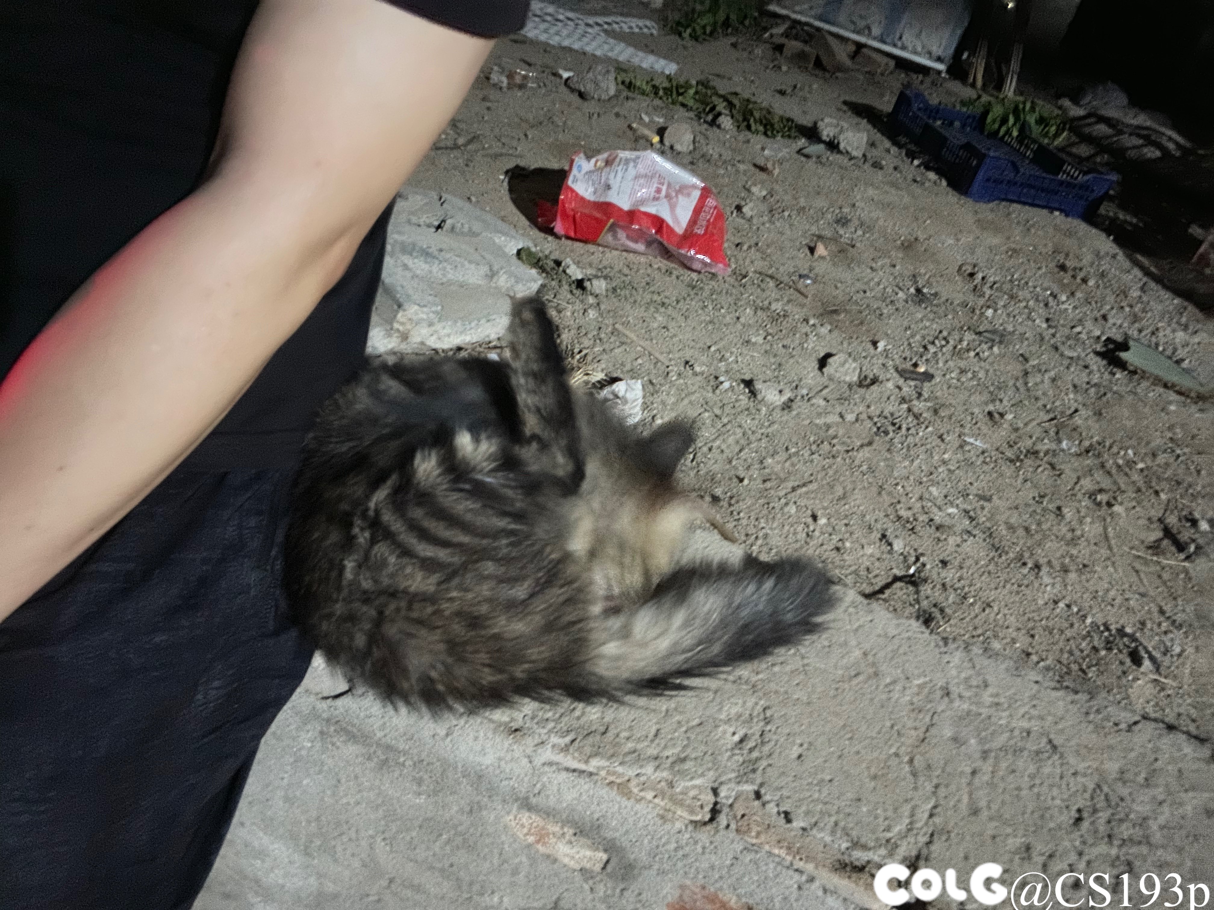 听说发猫片有糖吃2