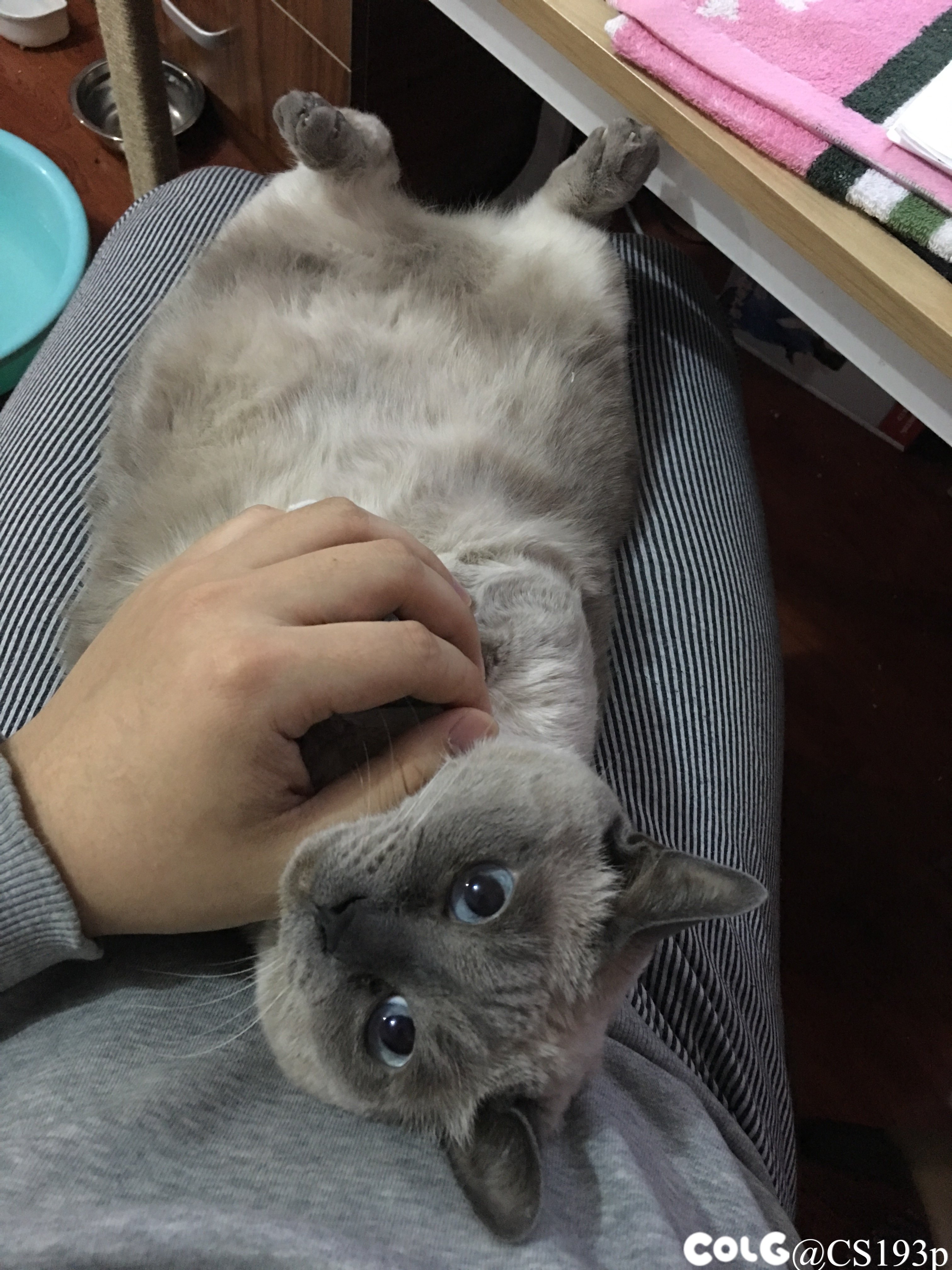 听说发猫片有糖吃5