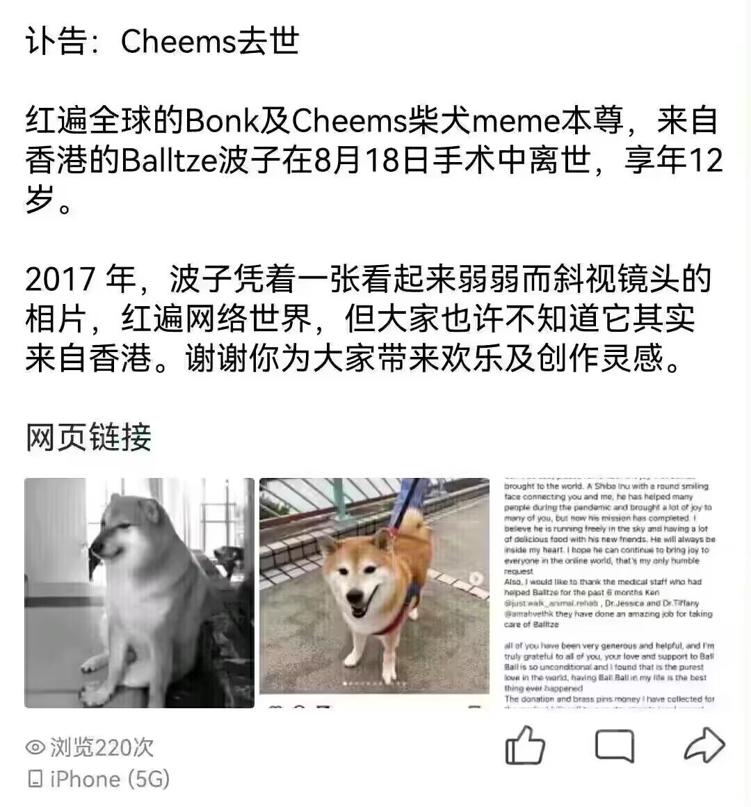 cheems柴犬去世T T1