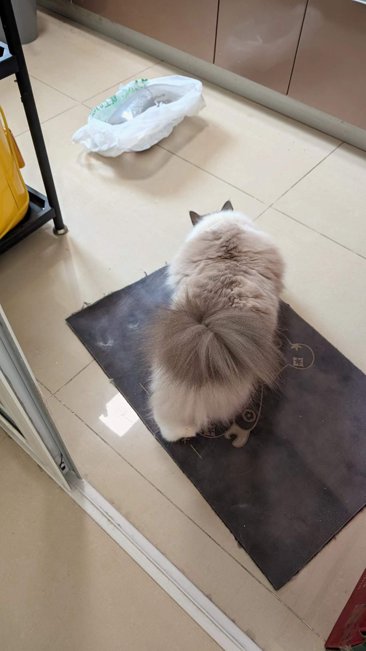 猫猫祟祟1