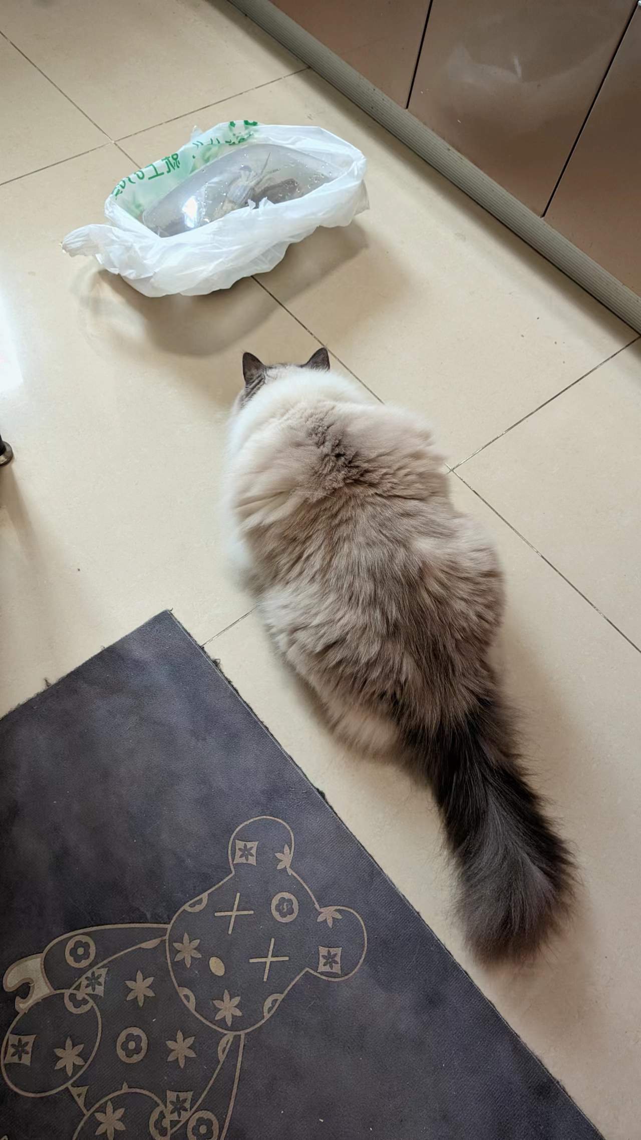 猫猫祟祟2