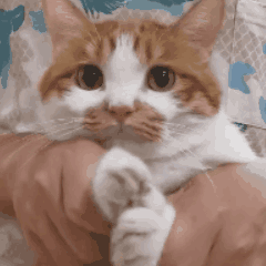 糖，前10、、、、1