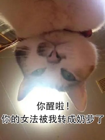 【金秋投稿】转职书不知道怎么用？推荐你转一个可爱又强力的小魔女。3