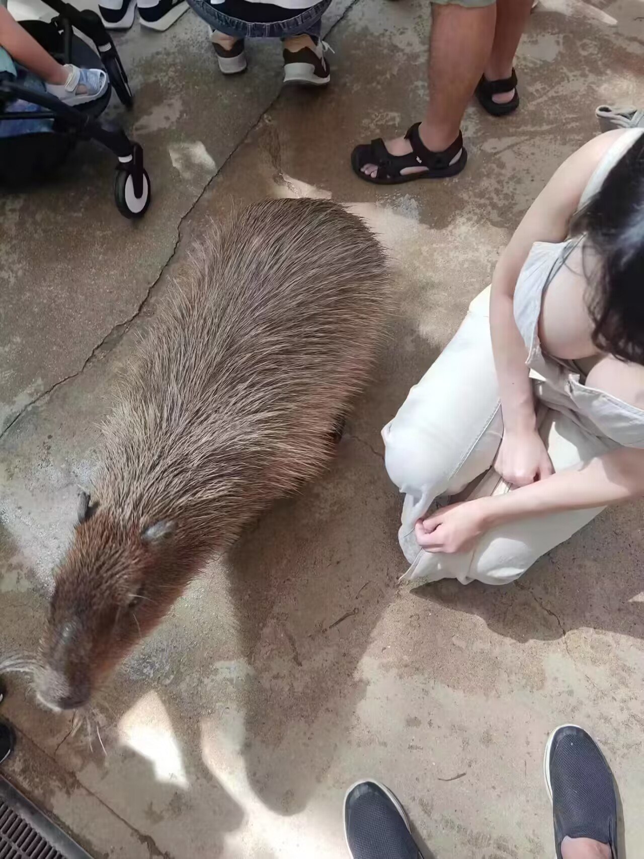 这动物叫啥来着？是不是我们国内没有？1