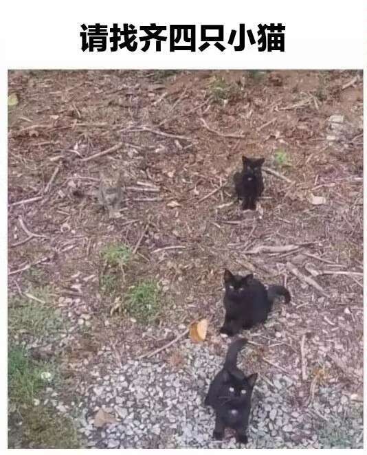 现在是，找小猫时间1