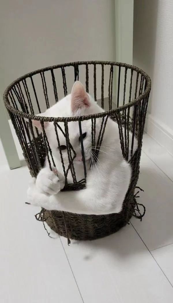 这猫能一拳达斯窝1
