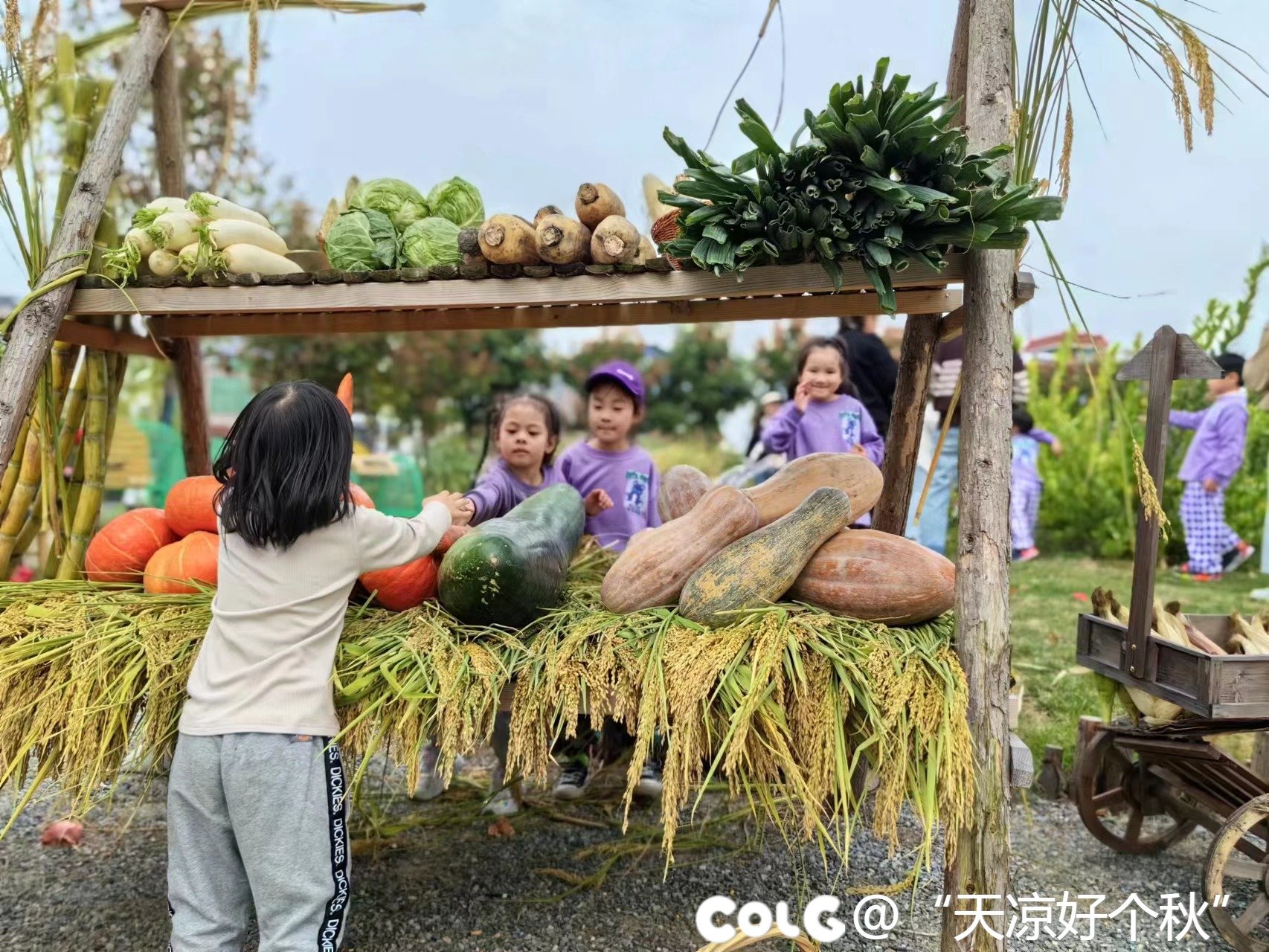 秋收的季节  乐享童趣11
