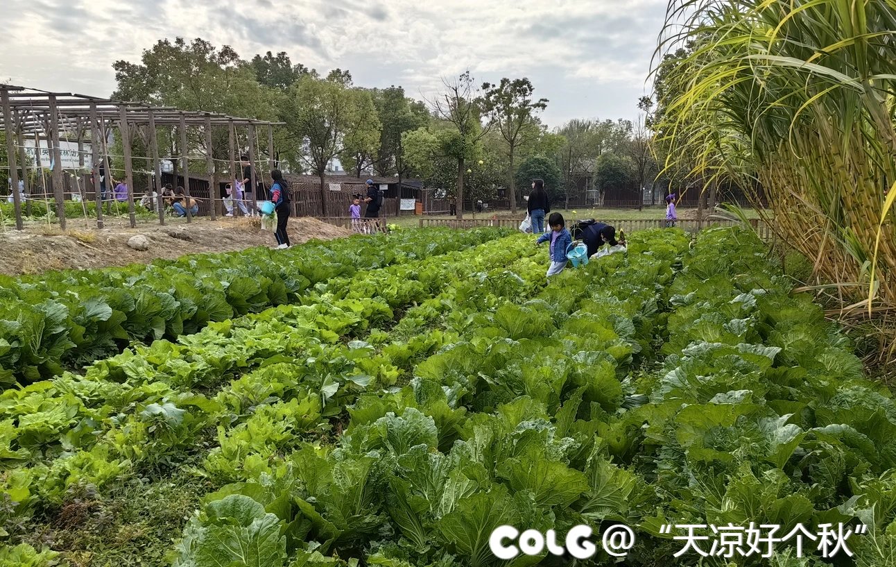 秋收的季节  乐享童趣10