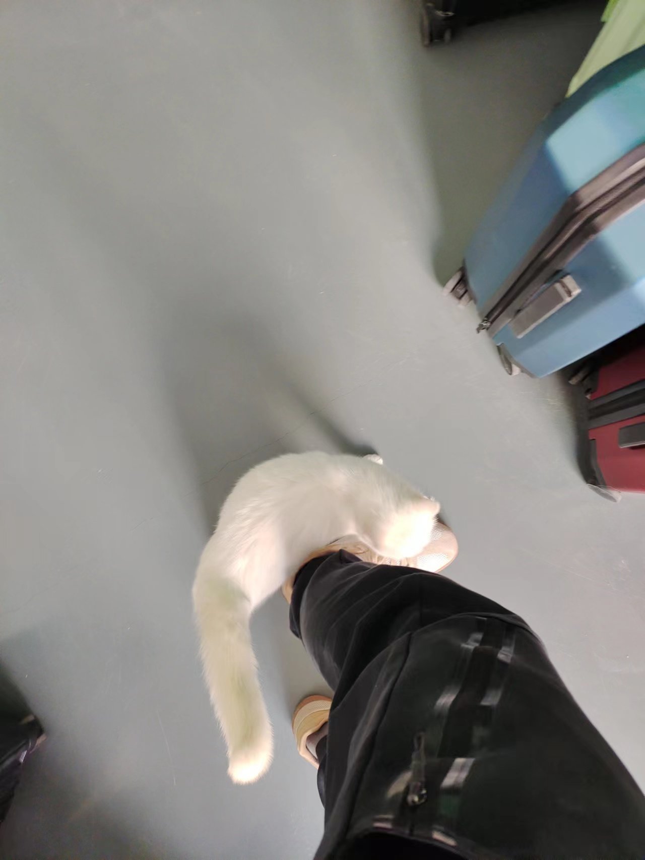 抓获流窜猫猫2