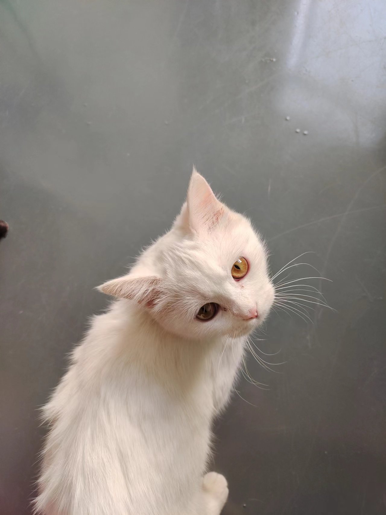 抓获流窜猫猫1