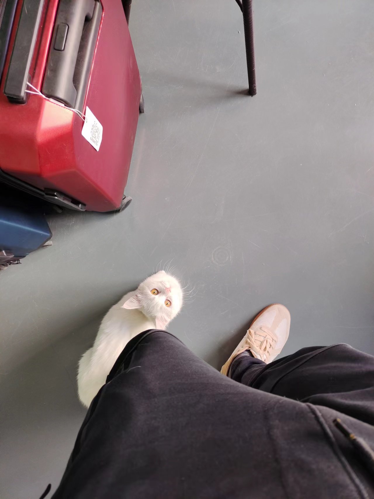 抓获流窜猫猫5