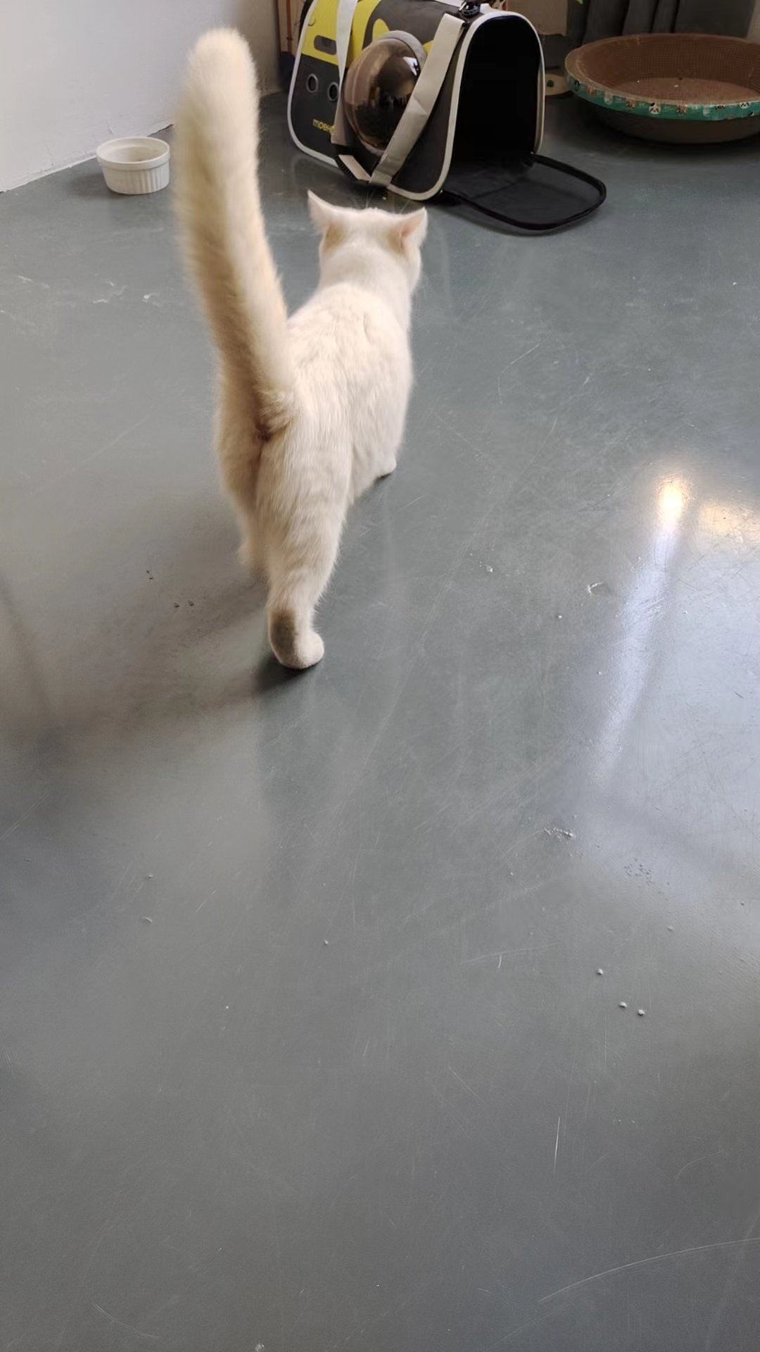 抓获流窜猫猫4