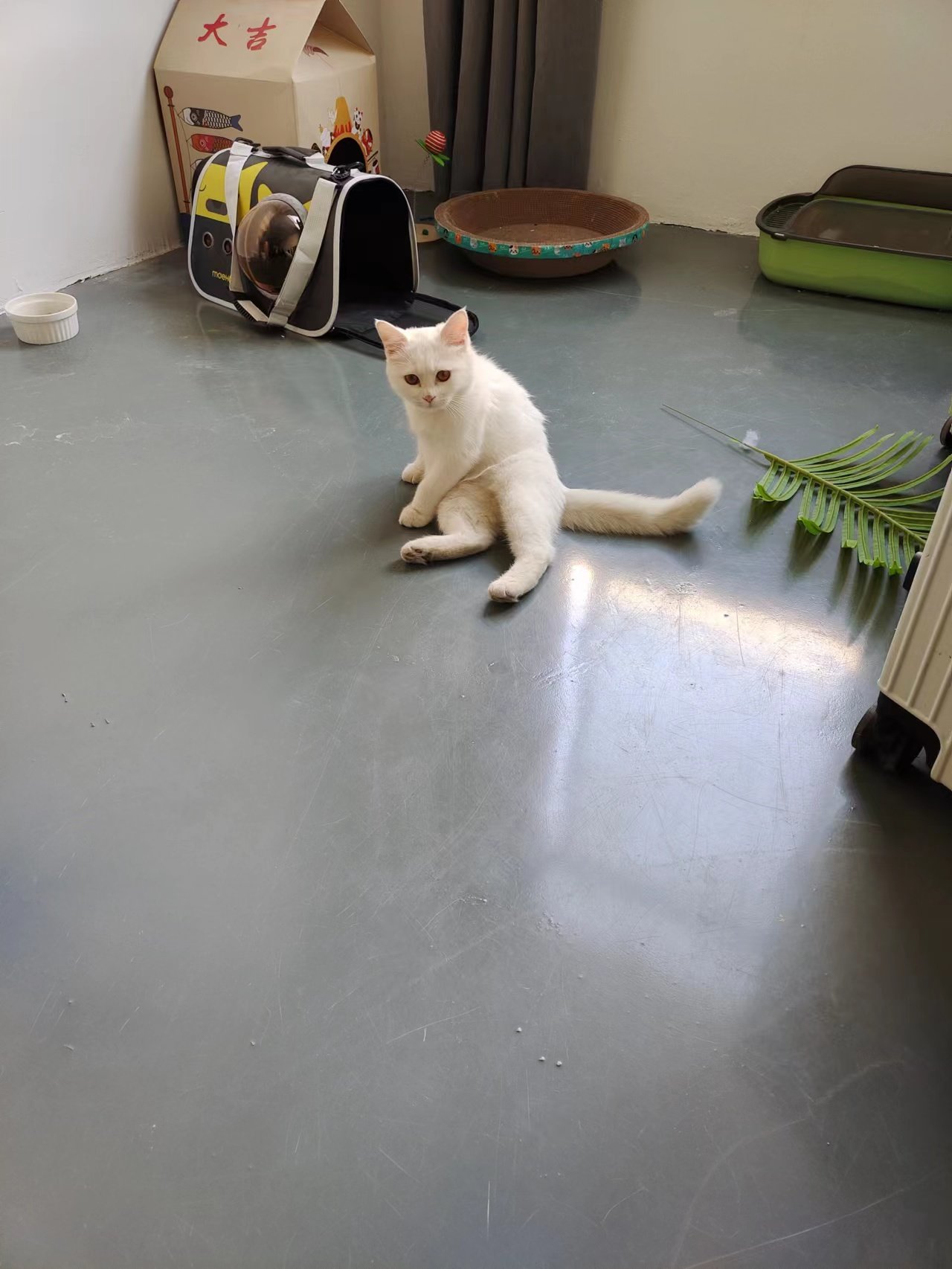 抓获流窜猫猫3