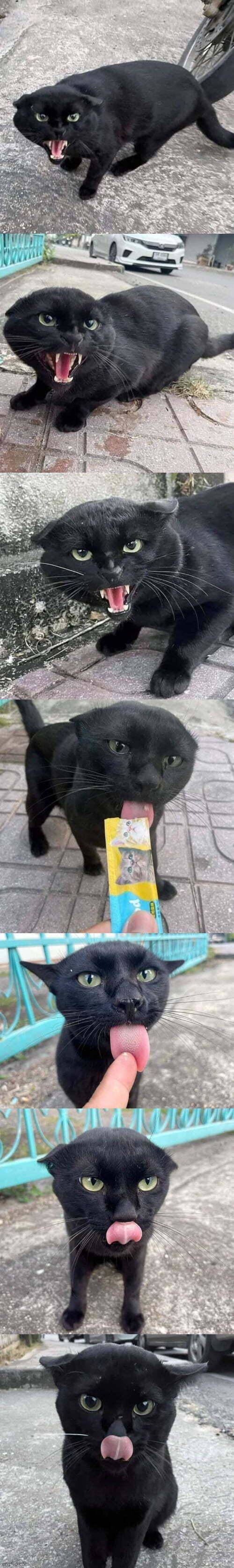 不建议非人形猫薄荷做这件事1