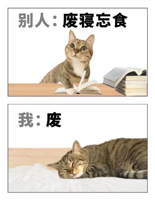 《猫图》1