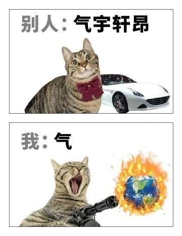 《猫图》4
