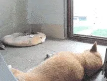 今日糖 前101