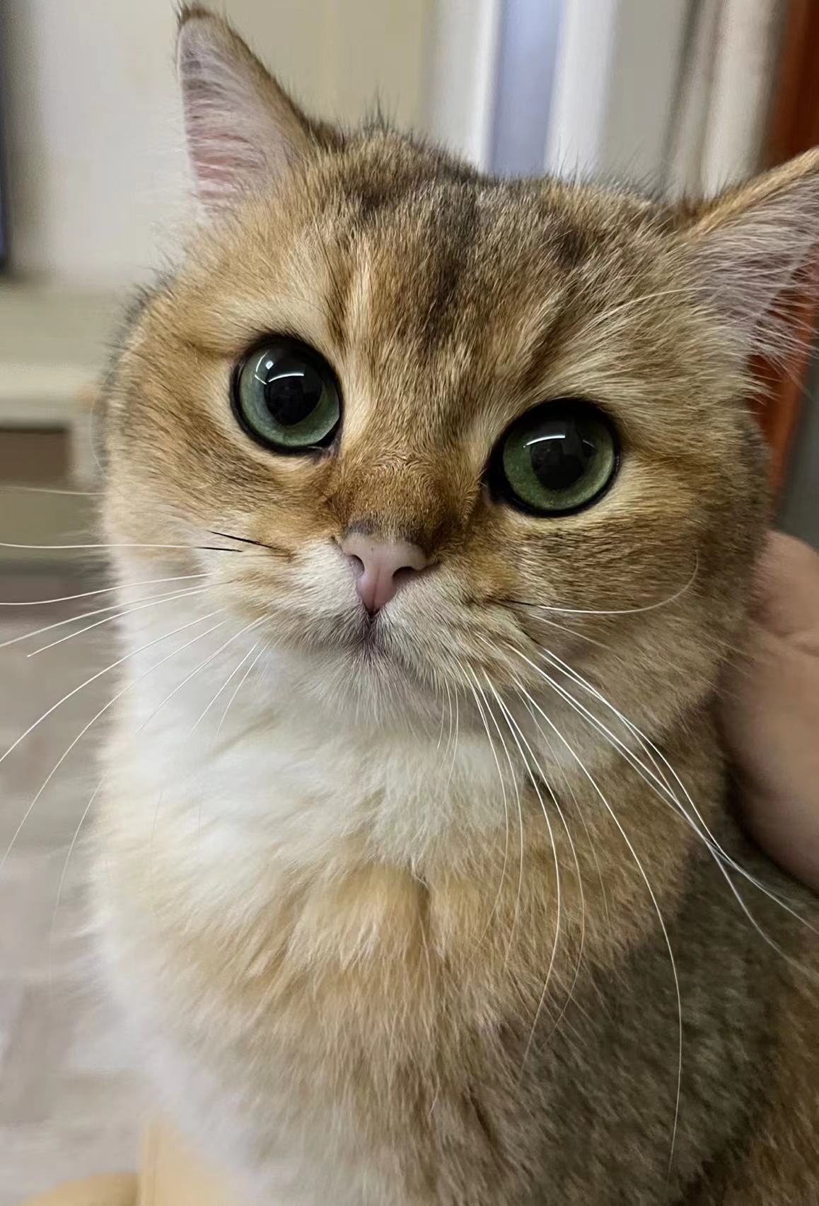 躺下变猪1