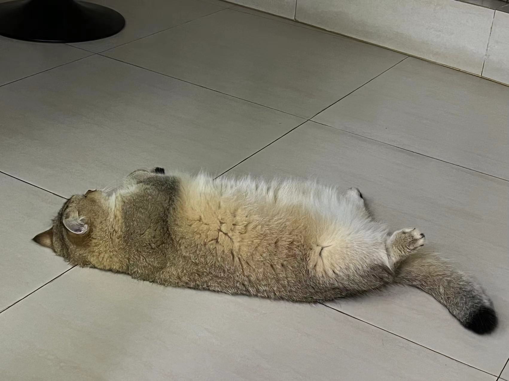 躺下变猪2