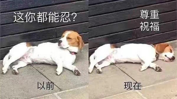 这是在池塘见过几对这样了2