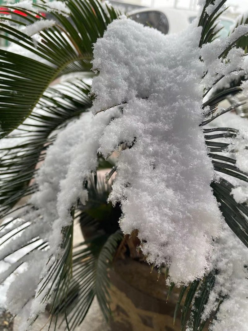 下雪了，出去你会打伞吗？2