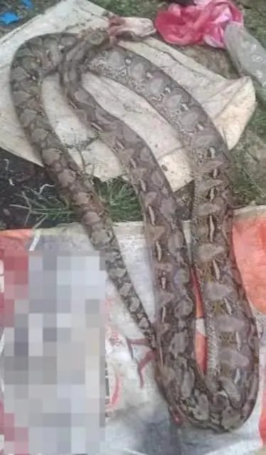 菲律宾男子咬死3米巨蟒：遭蟒蛇咬伤缠身后，他狠咬蛇脖子自救2