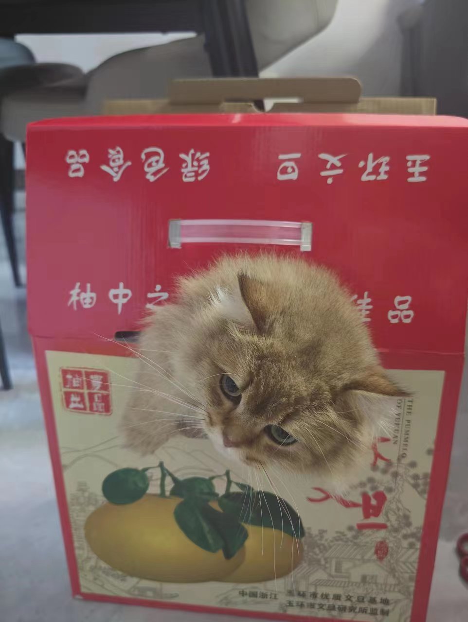 猫是怎么孵出来的？1