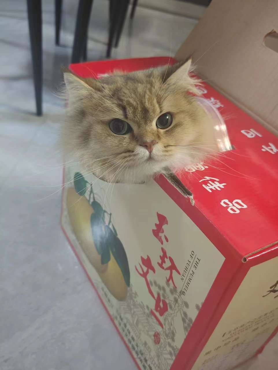 猫是怎么孵出来的？2