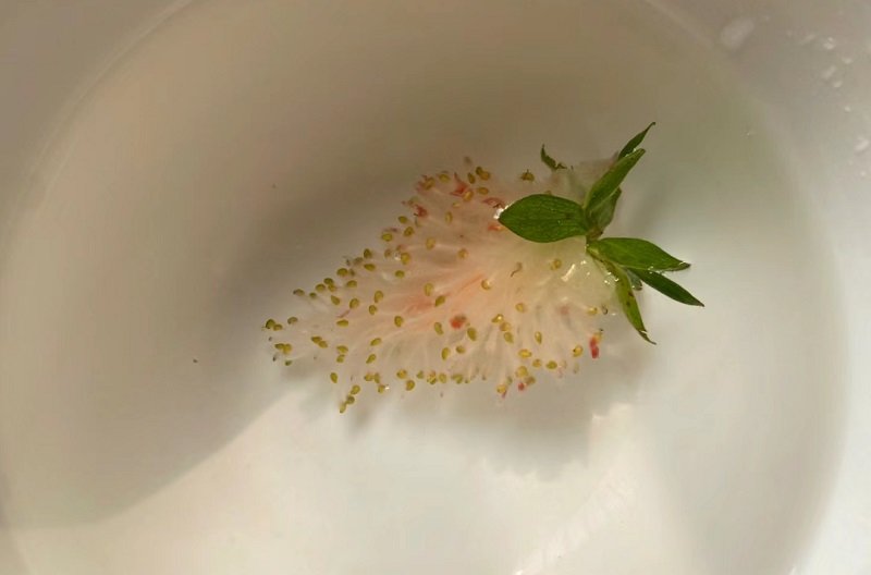 快来学习怎么吸草莓吧2