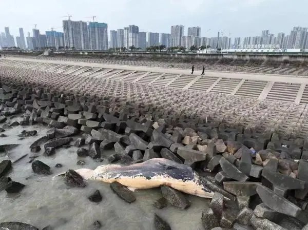 东海岸搁浅死亡的鲸鱼被拉走了1