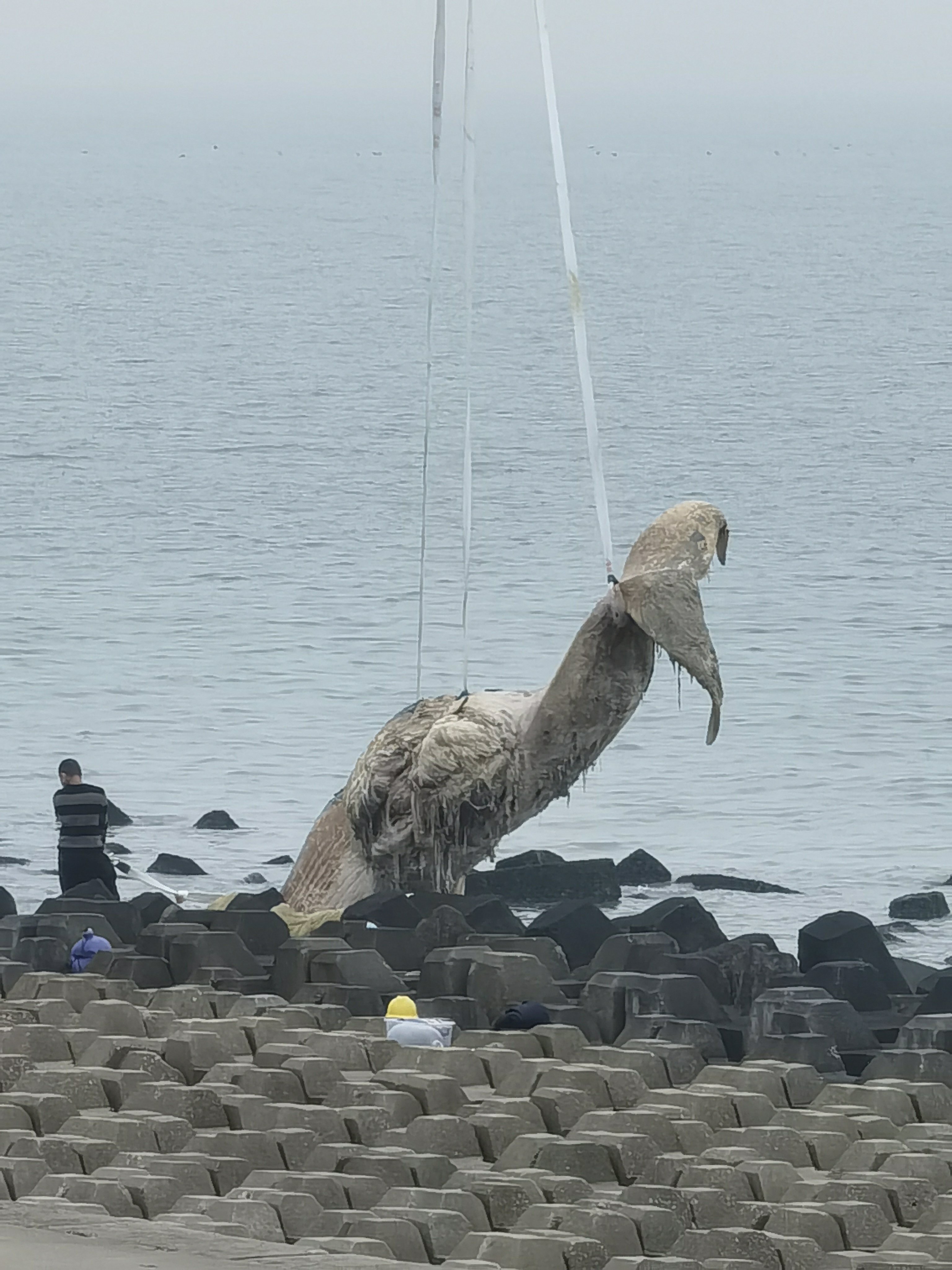 东海岸搁浅死亡的鲸鱼被拉走了2